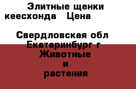 Элитные щенки кеесхонда › Цена ­ 30 000 - Свердловская обл., Екатеринбург г. Животные и растения » Собаки   . Свердловская обл.